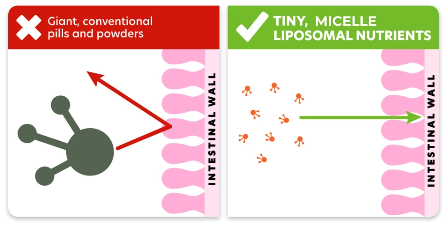 Diagram showing collagen absorption through the small intestine lining