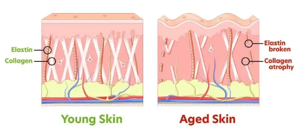 Close-up of smooth, healthy skin supported by Complete Collagen Plus micellized collagen
